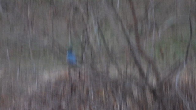 Опоясанный зимородок - ML647732081