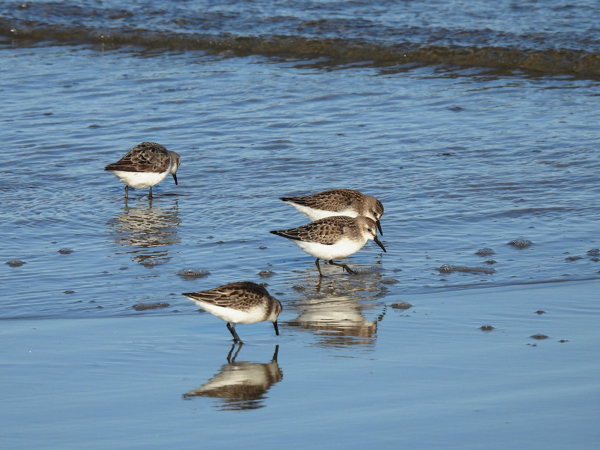 Semipalmated Sandpiper - ML647732083