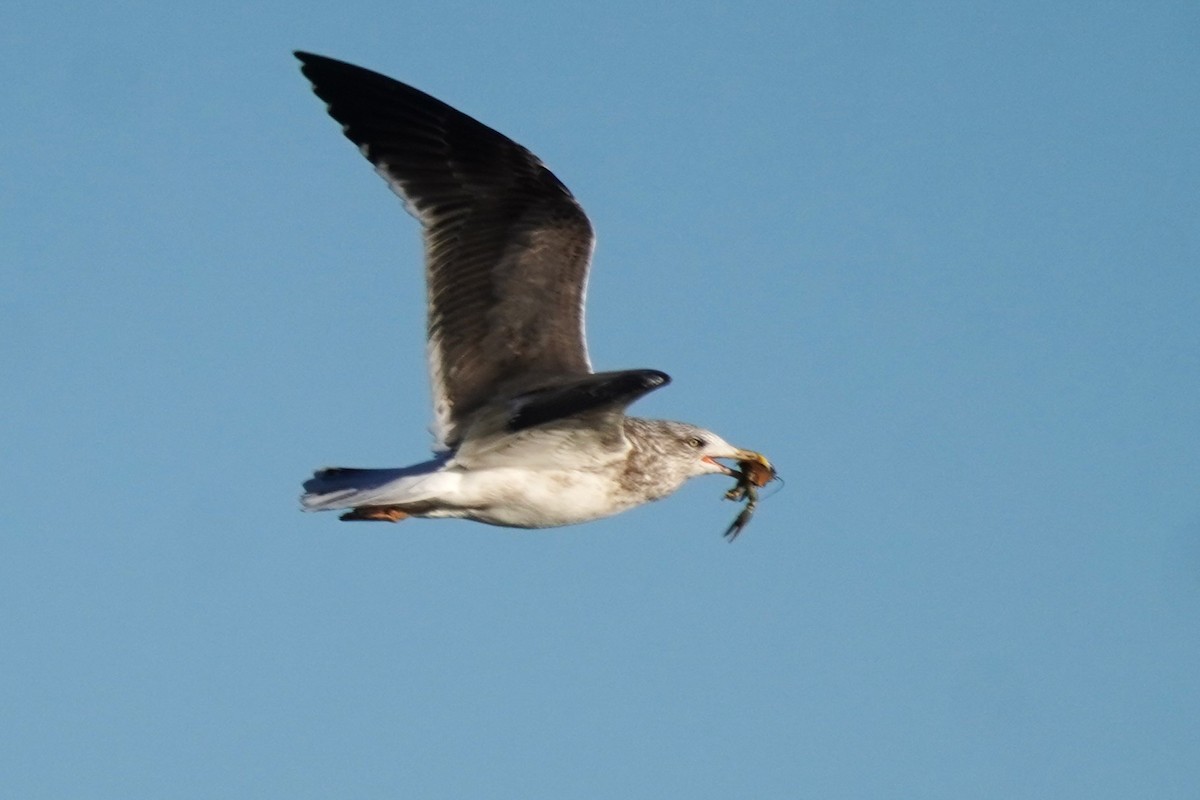 Gaviota Sombría - ML647732108