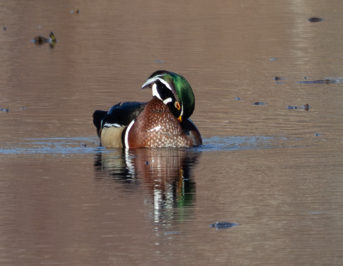 Ahate karolinarra - ML647732117