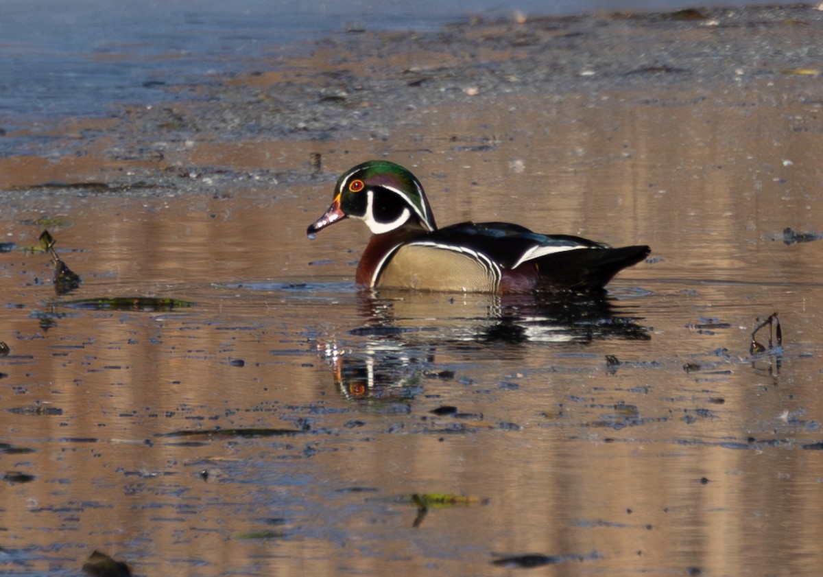 Ahate karolinarra - ML647732118