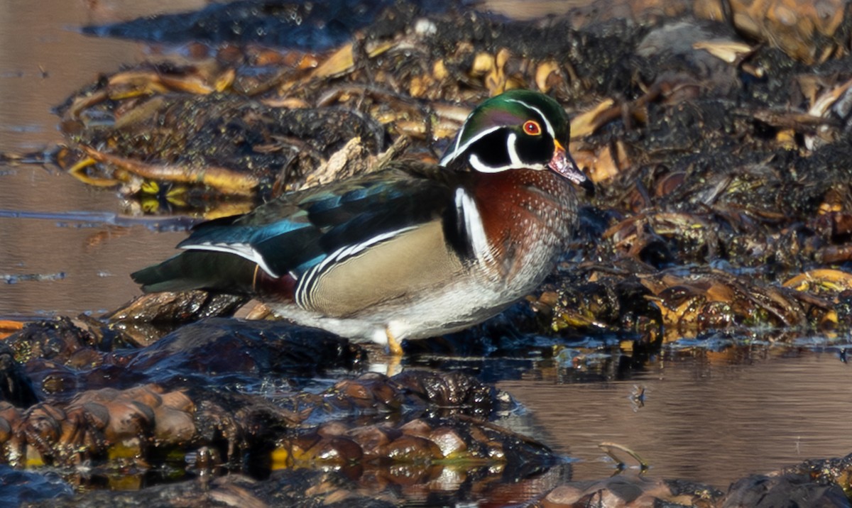 Ahate karolinarra - ML647732119