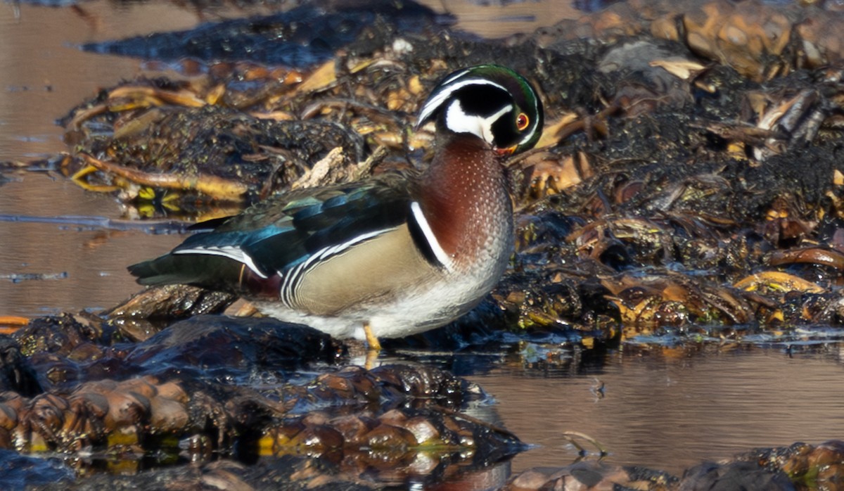 Ahate karolinarra - ML647732120