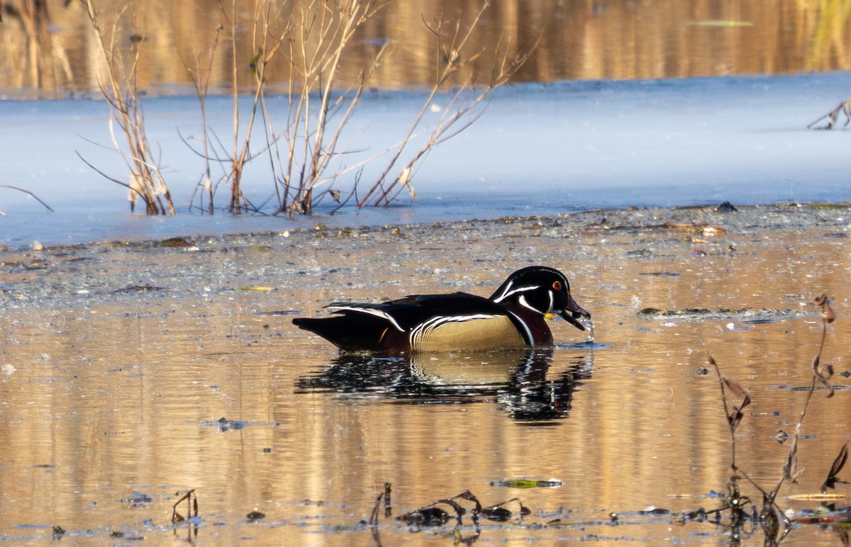 Ahate karolinarra - ML647732122