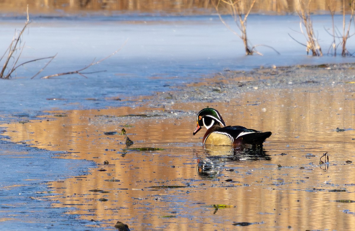 Ahate karolinarra - ML647732124