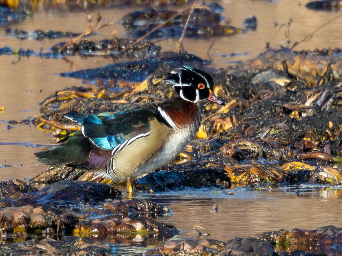 Ahate karolinarra - ML647732125