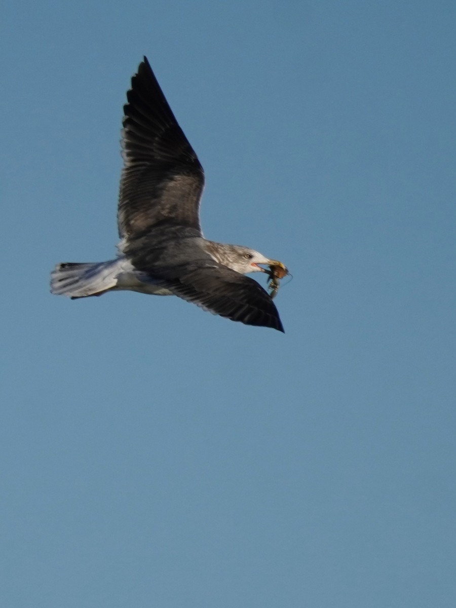 Gaviota Sombría - ML647732174