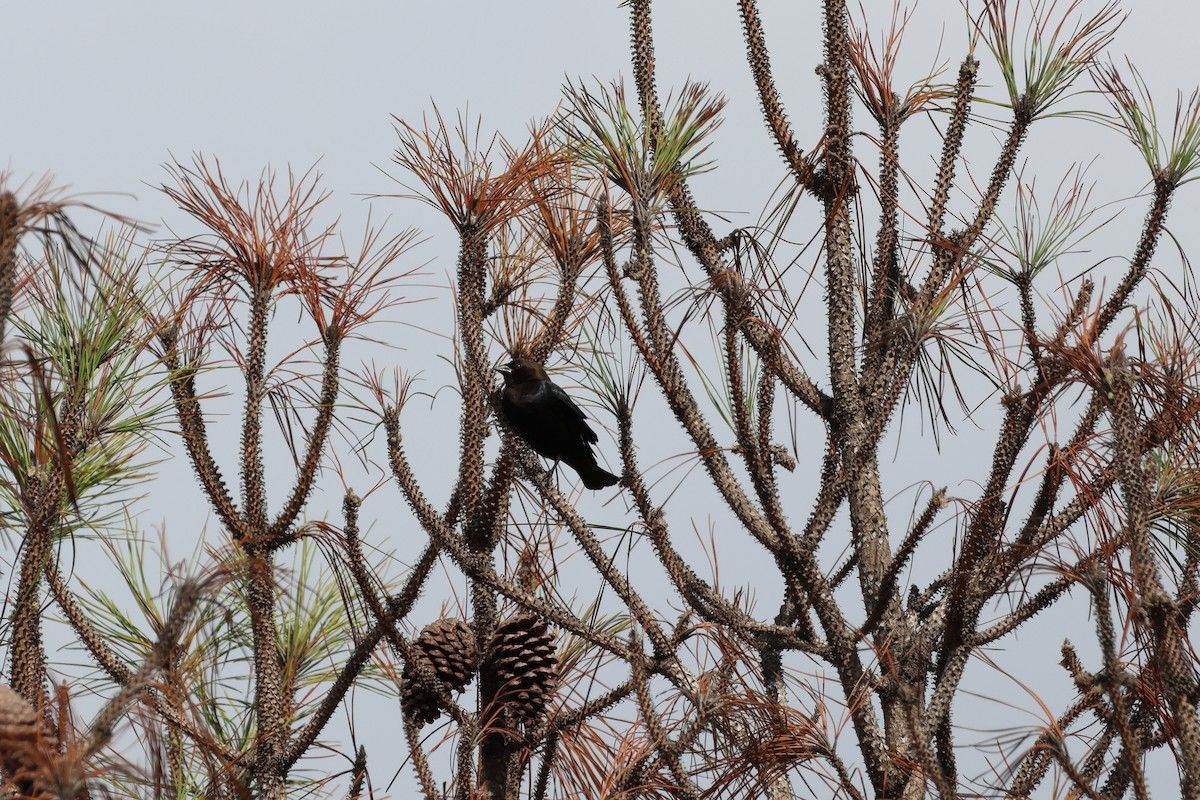 Braunkopf-Kuhstärling - ML647732191