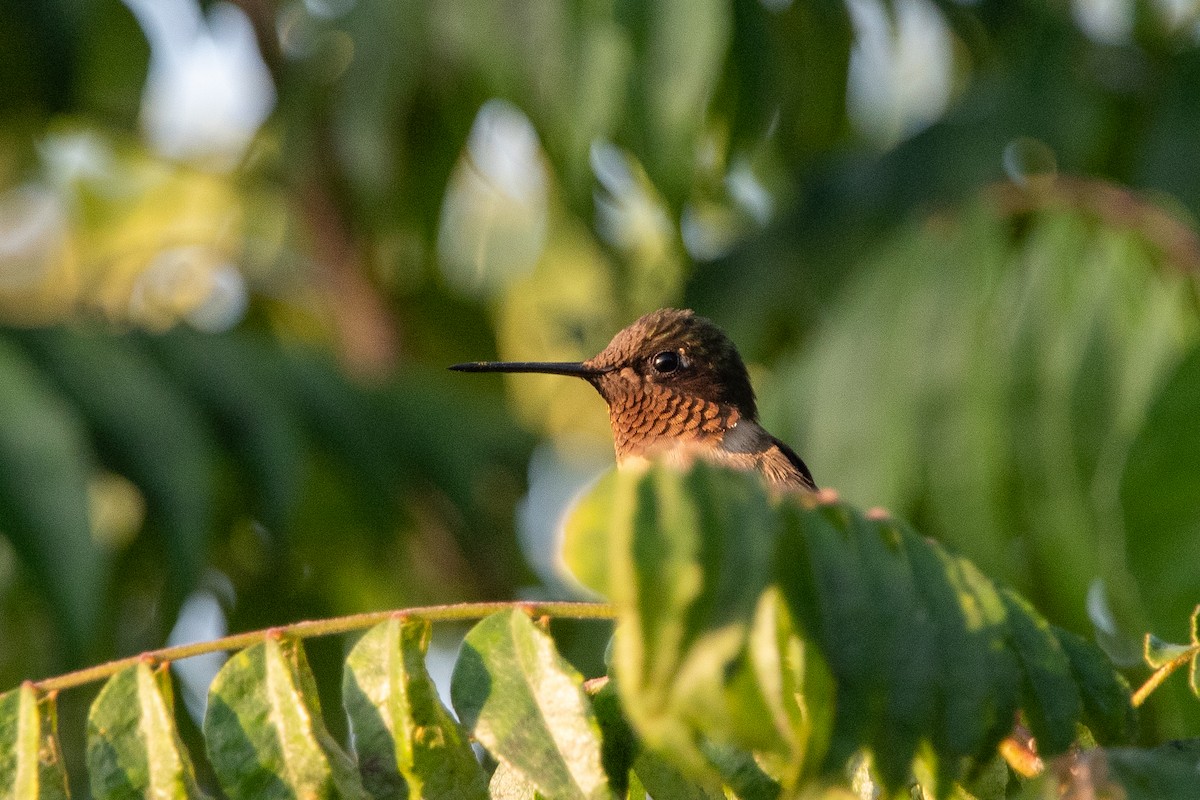 Ruby-throated Hummingbird - ML647732214