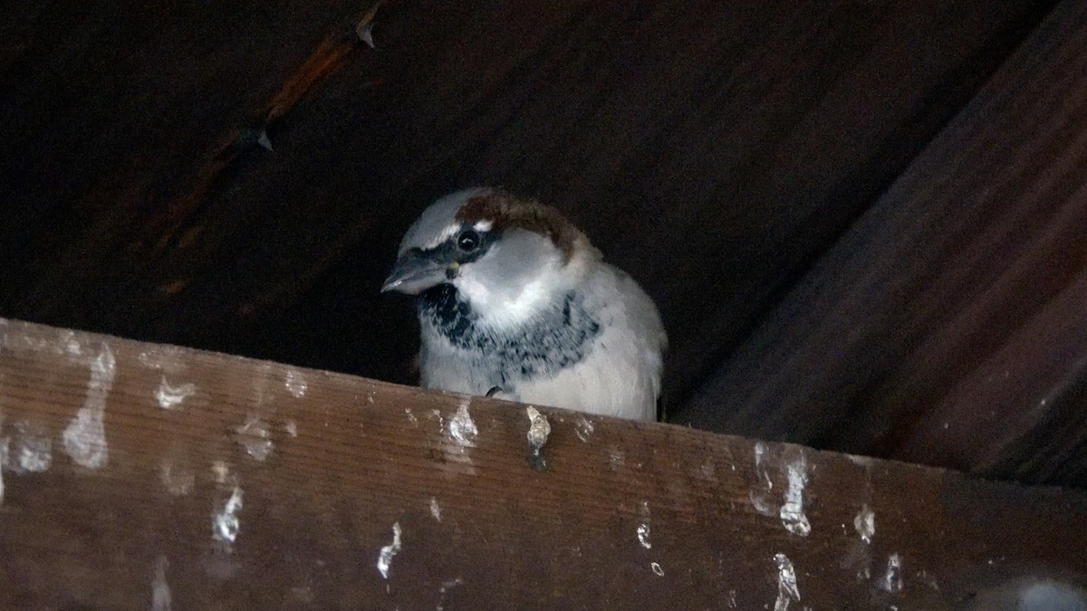 House Sparrow - ML647732264