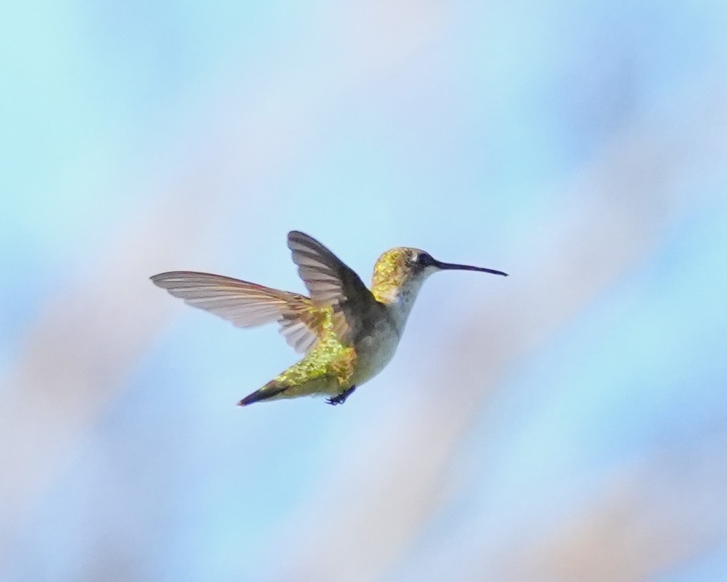 Ruby-throated Hummingbird - ML647732276