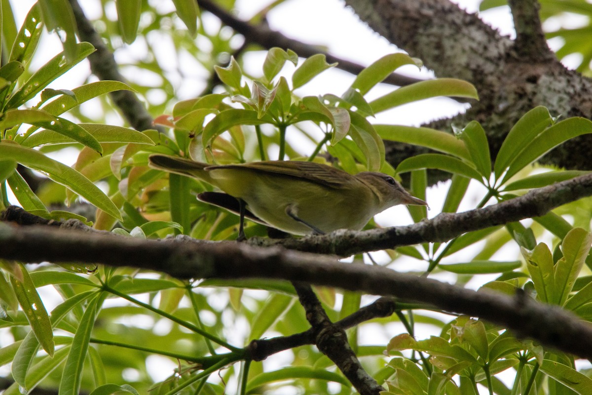 Красноглазый виреон - ML647732278