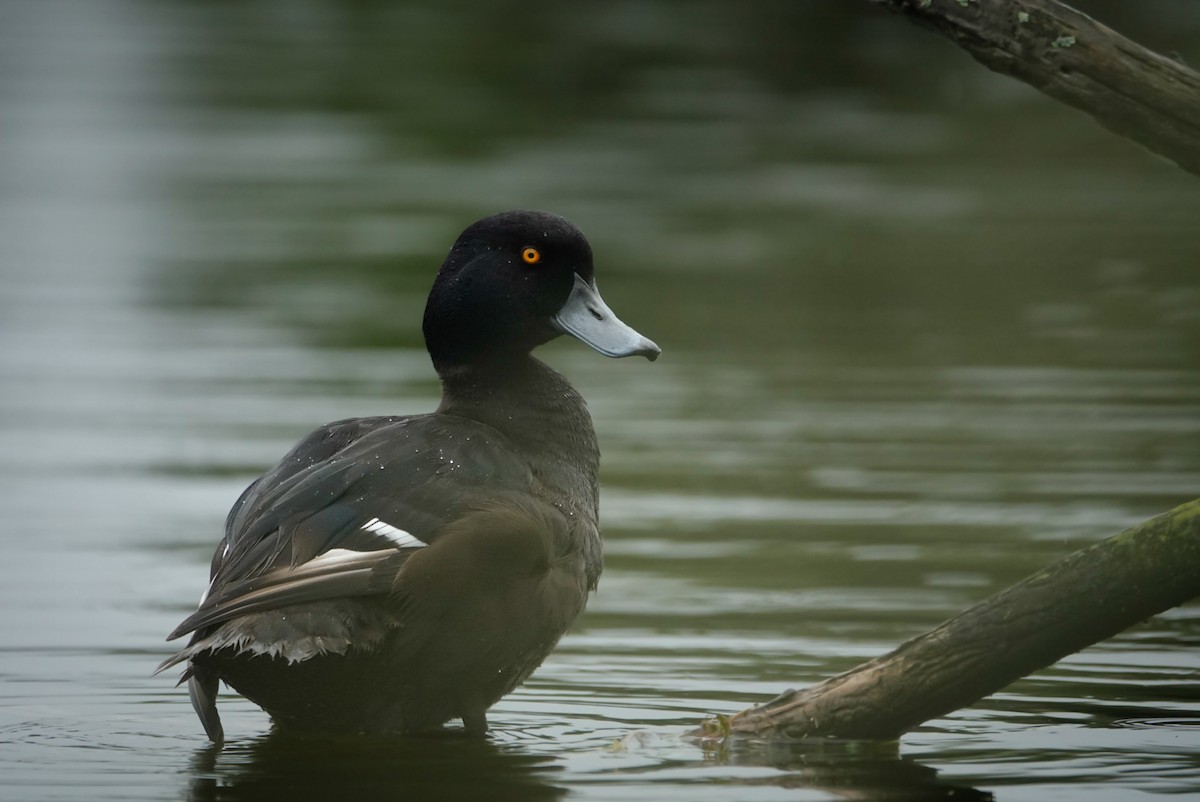 Yeni Zelanda Patkası - ML647732299