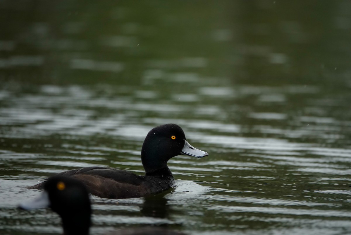 Yeni Zelanda Patkası - ML647732300