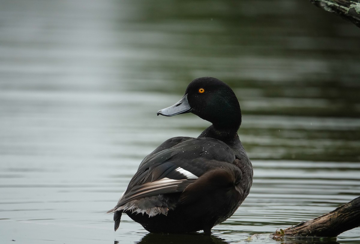 Yeni Zelanda Patkası - ML647732301