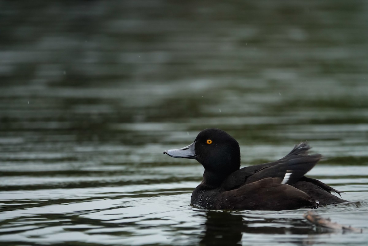 Yeni Zelanda Patkası - ML647732302