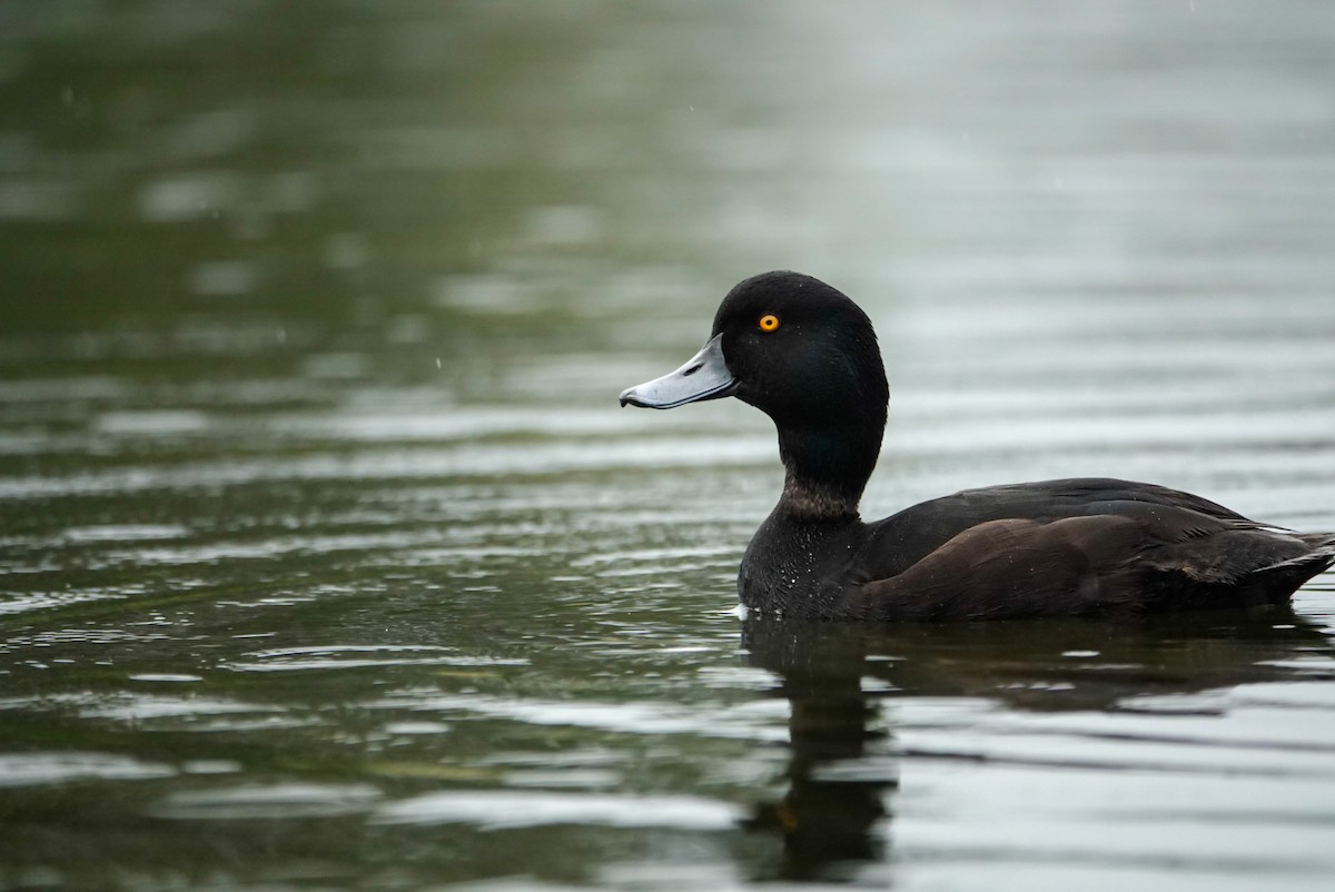 Yeni Zelanda Patkası - ML647732303