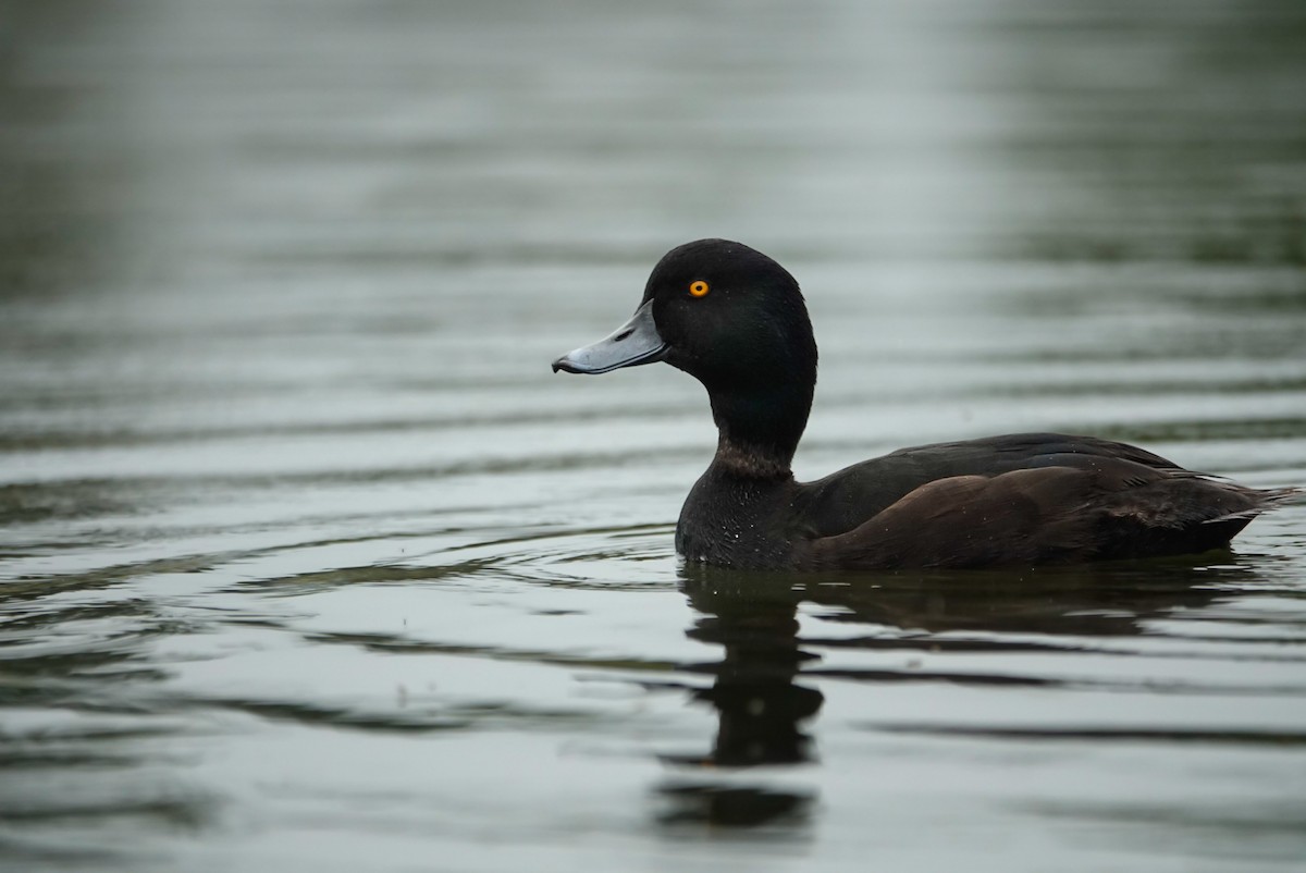 Yeni Zelanda Patkası - ML647732304