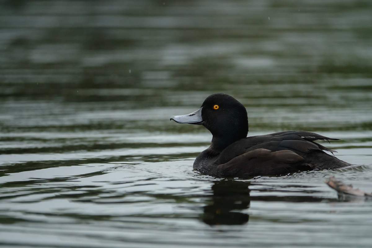 Yeni Zelanda Patkası - ML647732305