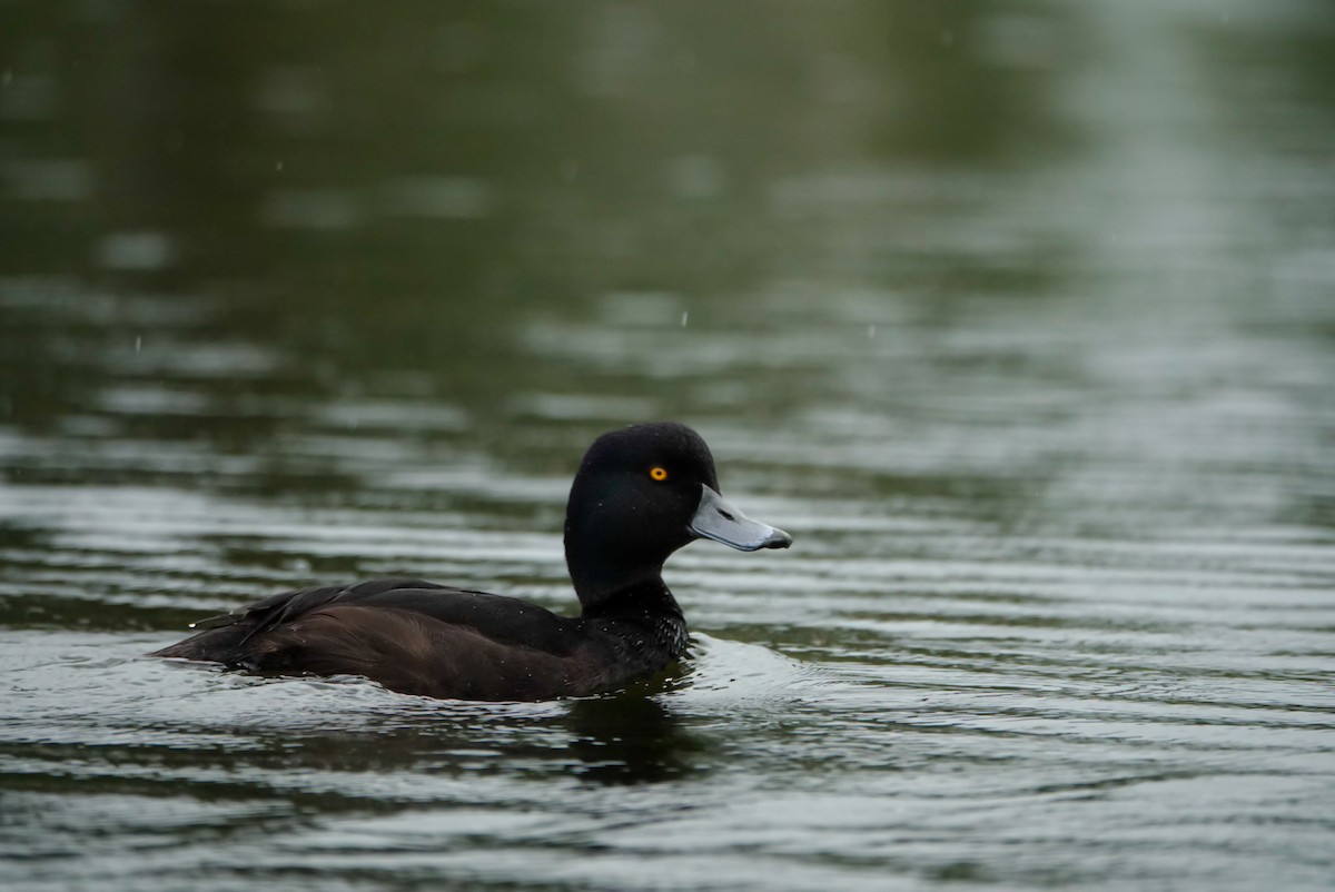 Yeni Zelanda Patkası - ML647732306
