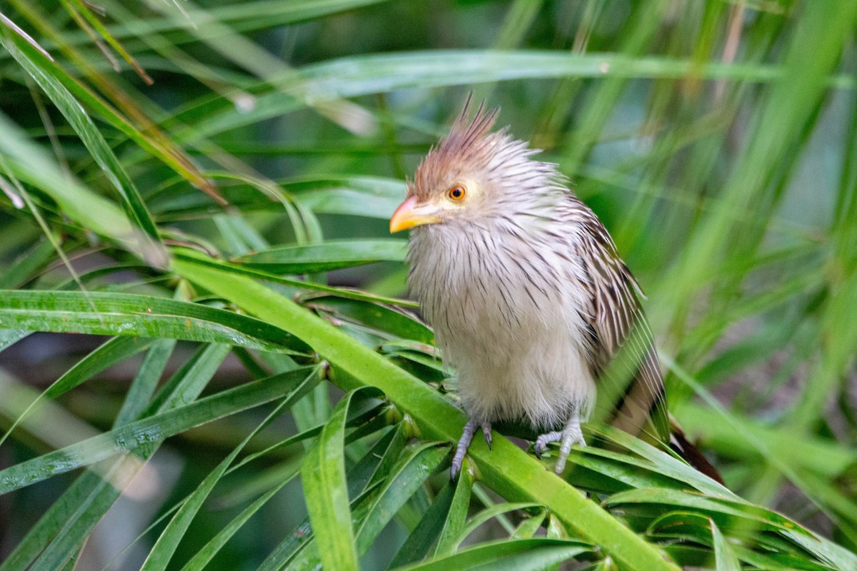 Guira Guguğu - ML647732308