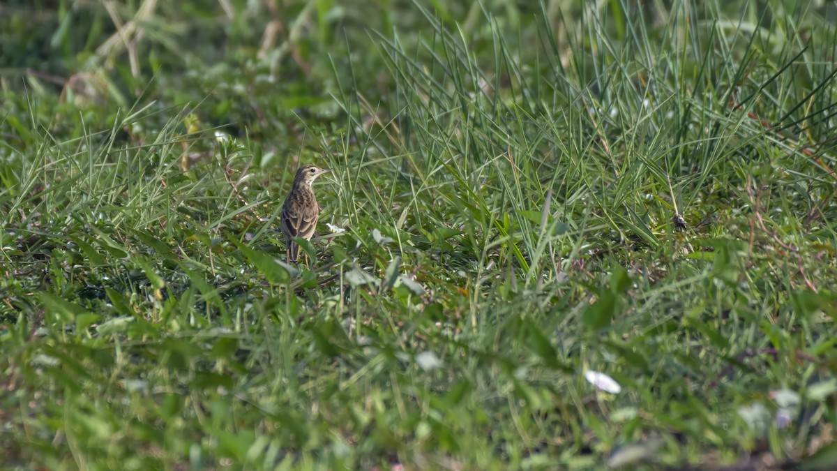 Richard's Pipit - ML647732332