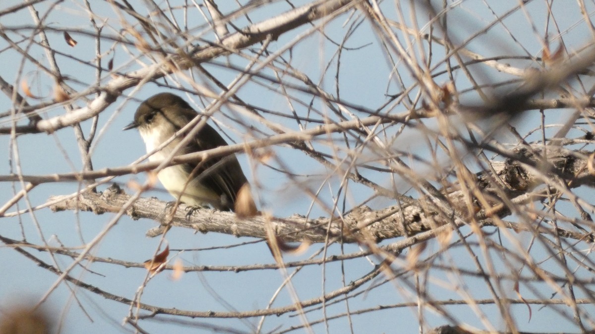 Eastern Phoebe - ML647732335