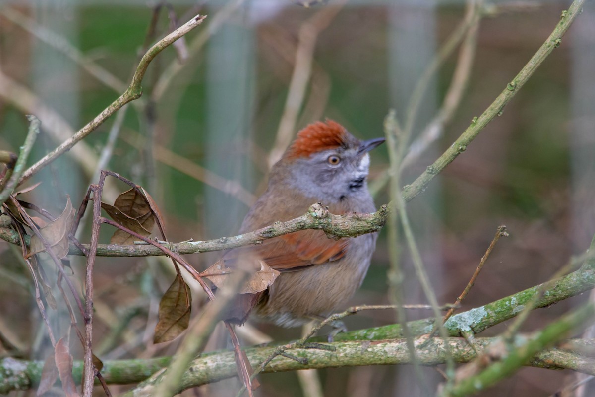 Sooty-fronted Spinetail - ML647732339