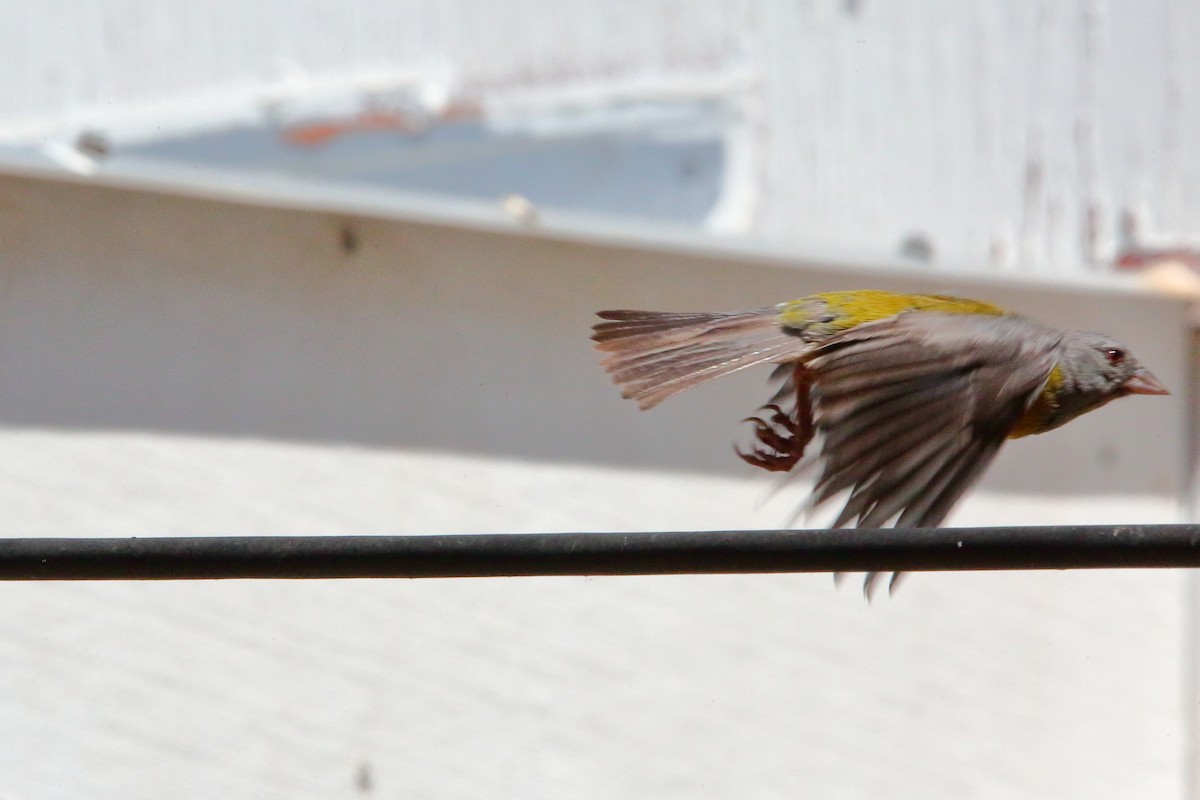Gray-hooded Sierra Finch - ML647732344