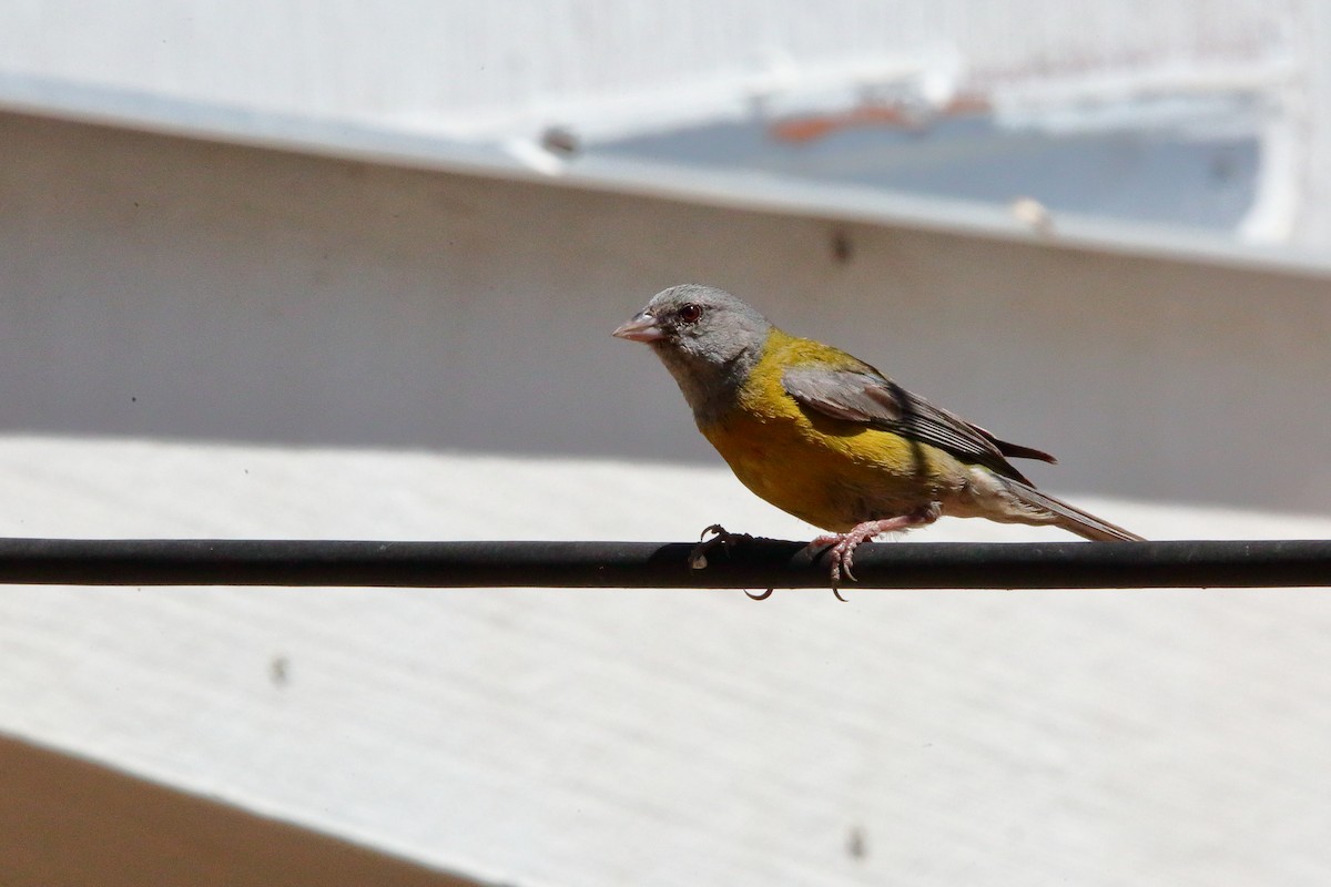 Gray-hooded Sierra Finch - ML647732345