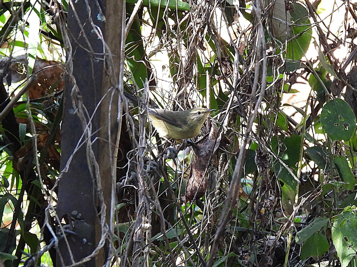 Aberrant Bush Warbler - ML647732353