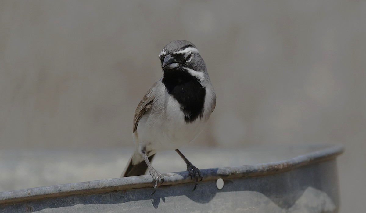 Black-throated Sparrow - ML647732400