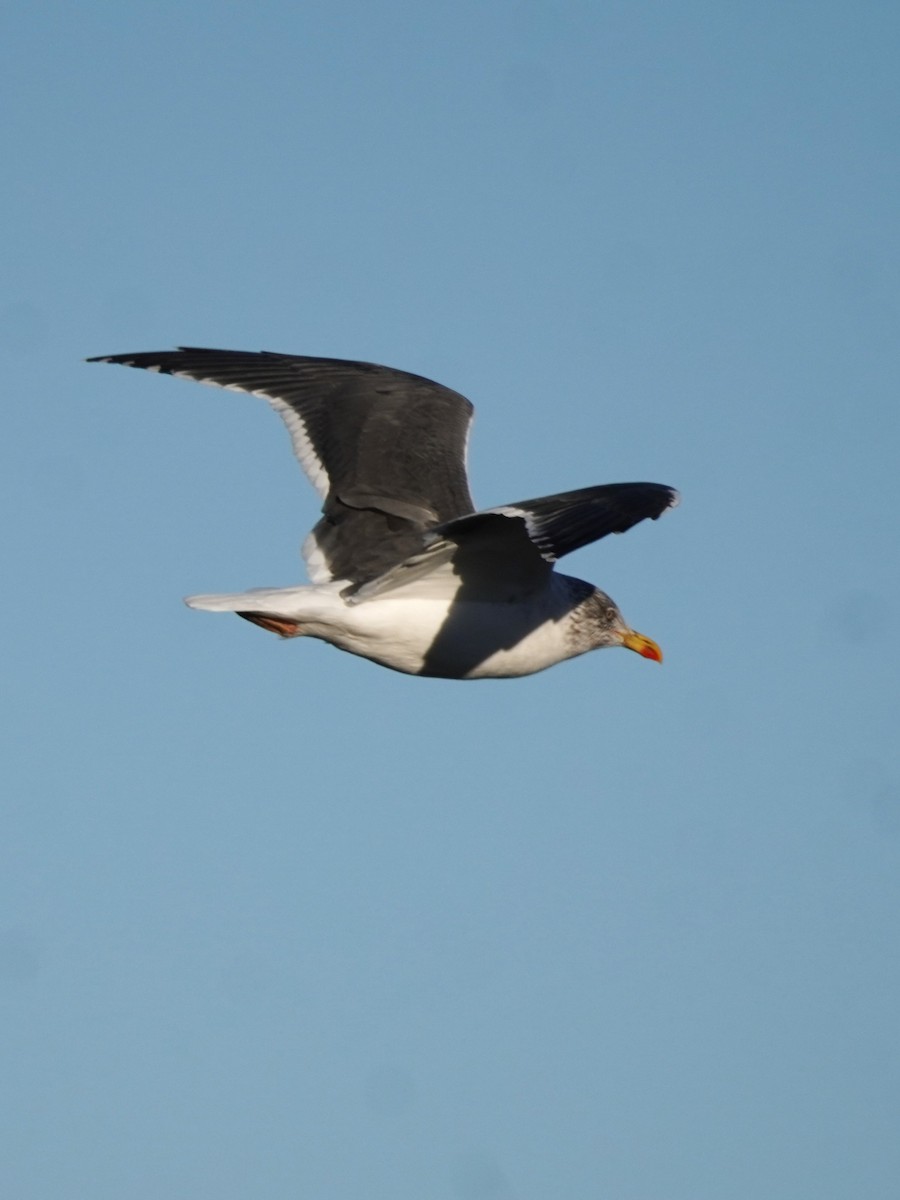 Gaviota Sombría - ML647732410