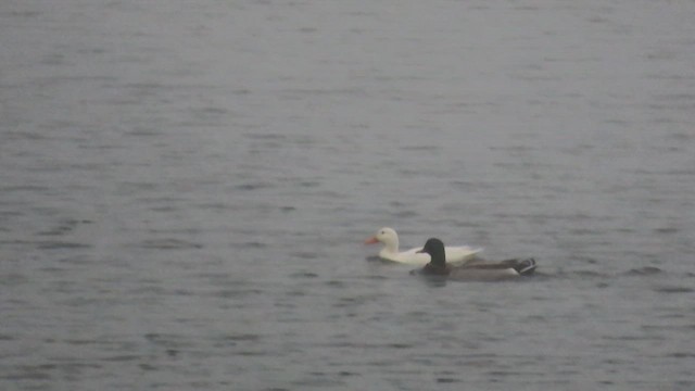 Кряква (Одомашенного типа) - ML647732422