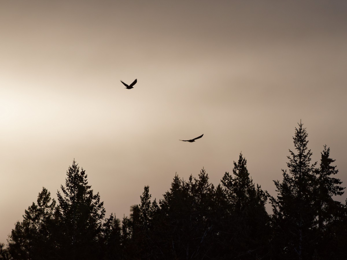 Common Raven - ML647732424