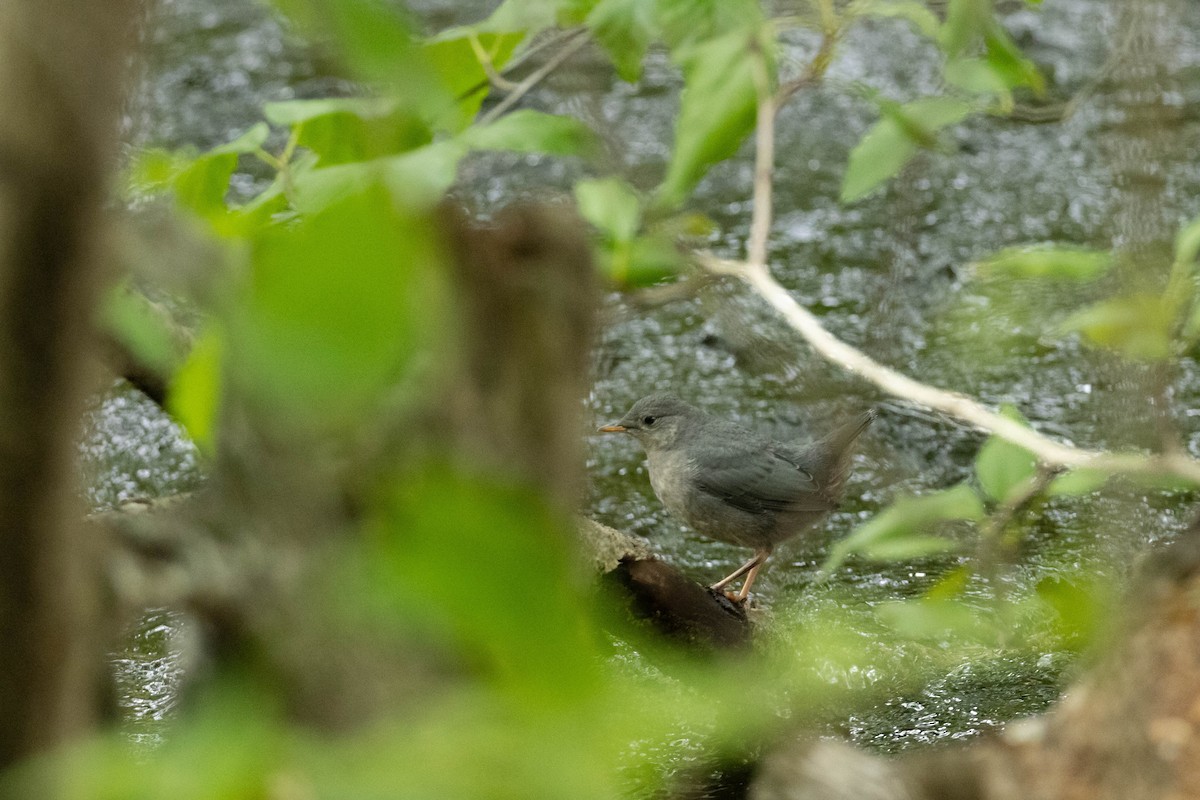 Ur-zozo iparramerikarra - ML647732426