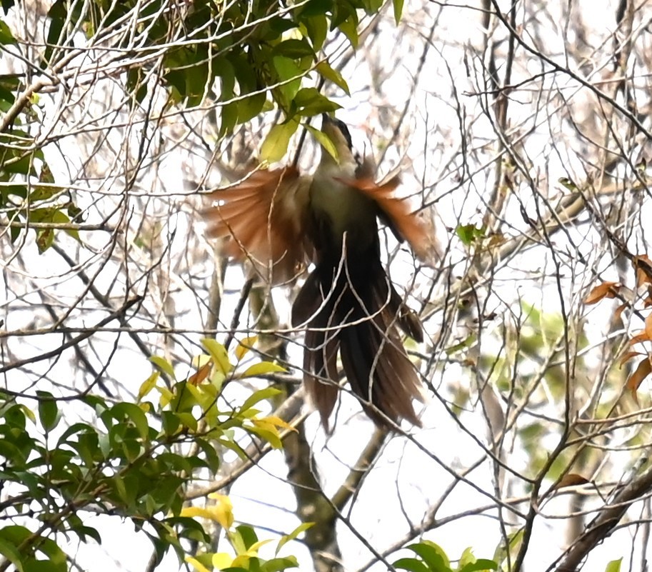 Críalo Oriental - ML647732437