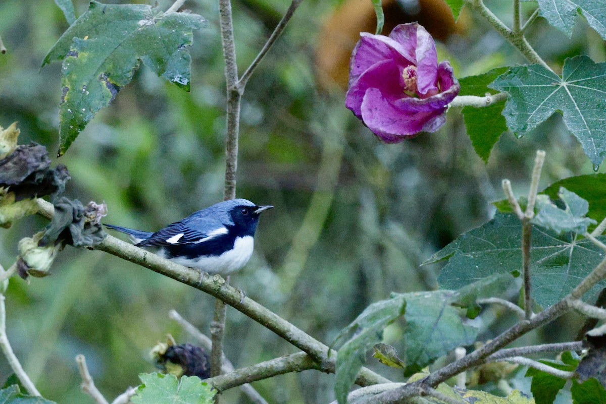 lesňáček modrohřbetý - ML647732440