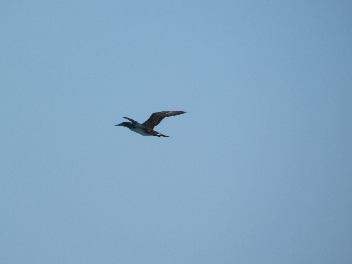 havsule - ML647732445