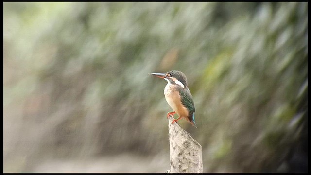 Зимородок - ML647732449