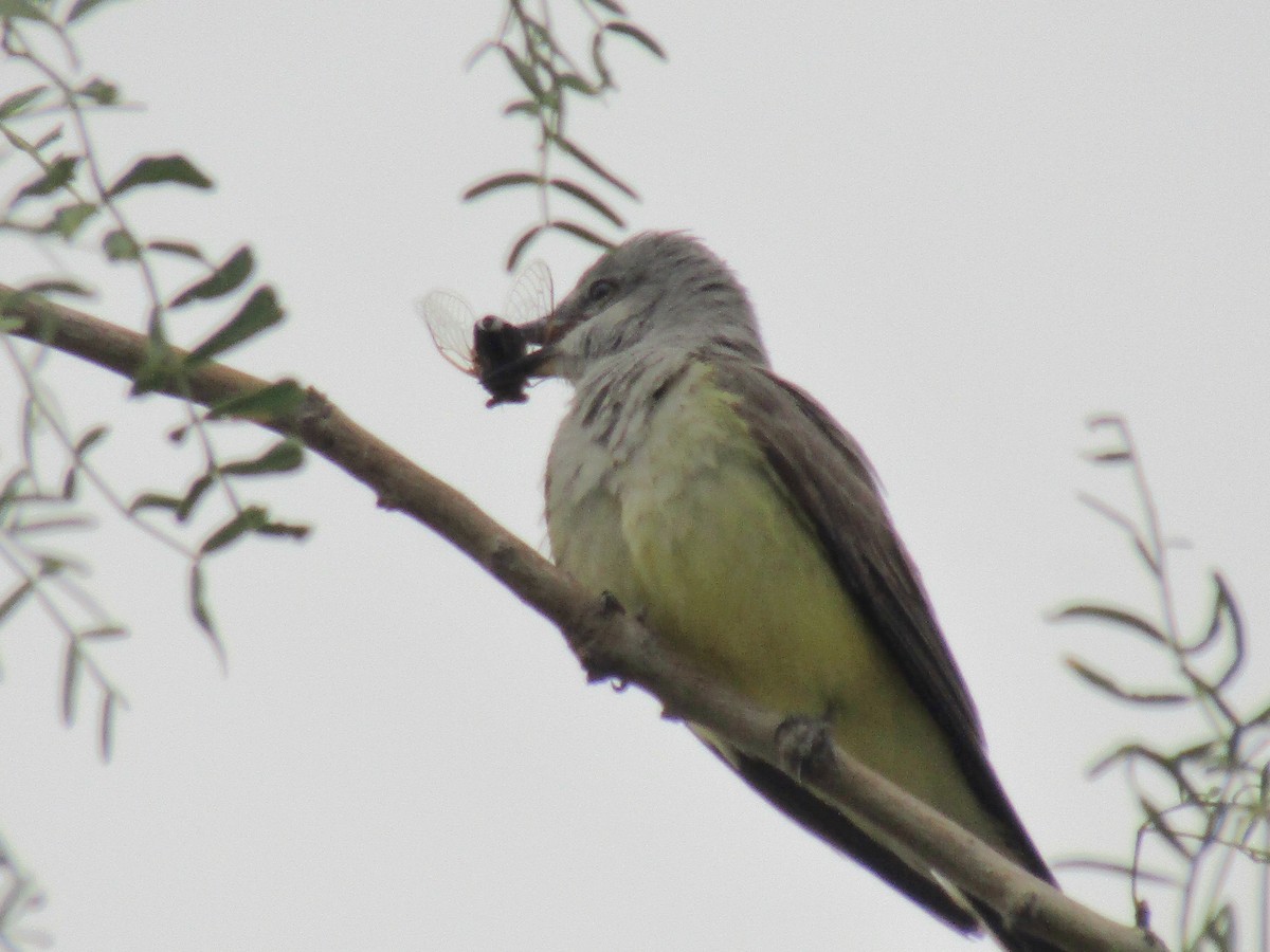 Western Kingbird - ML647732450