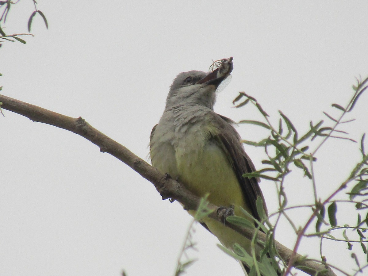 Western Kingbird - ML647732455