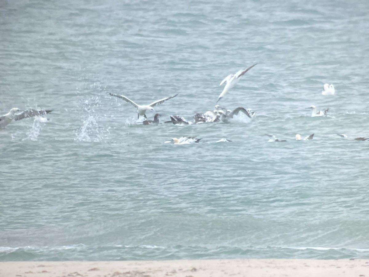 havsule - ML647732461