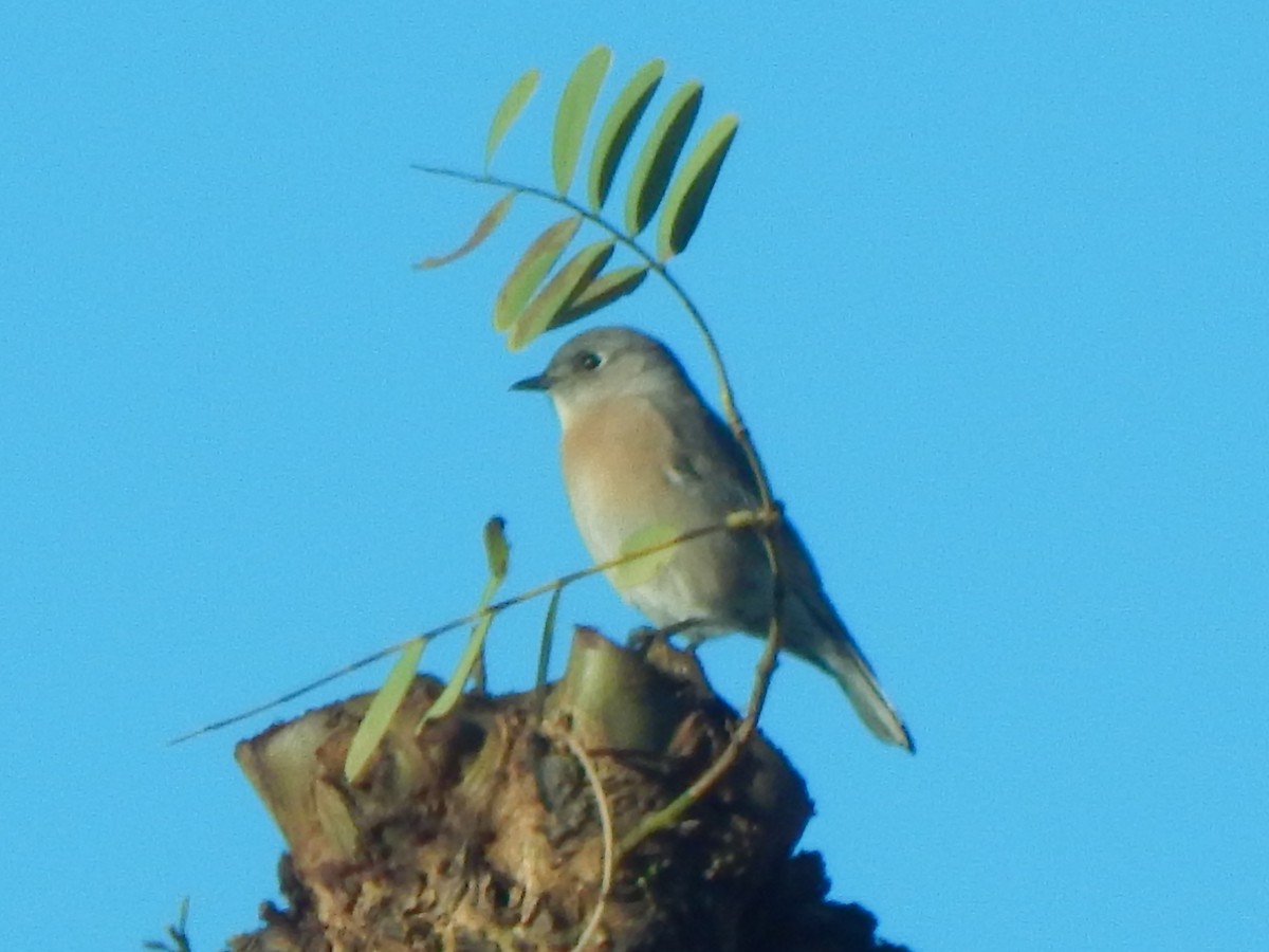Western Bluebird - ML647732467