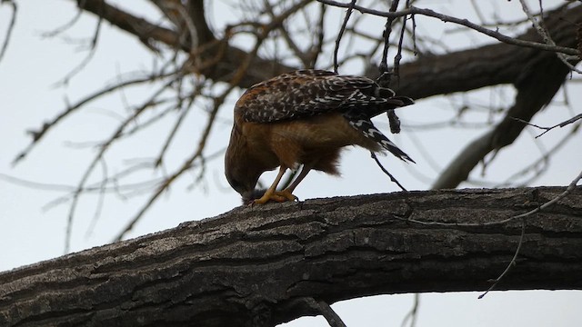 Красноплечий канюк - ML647732474