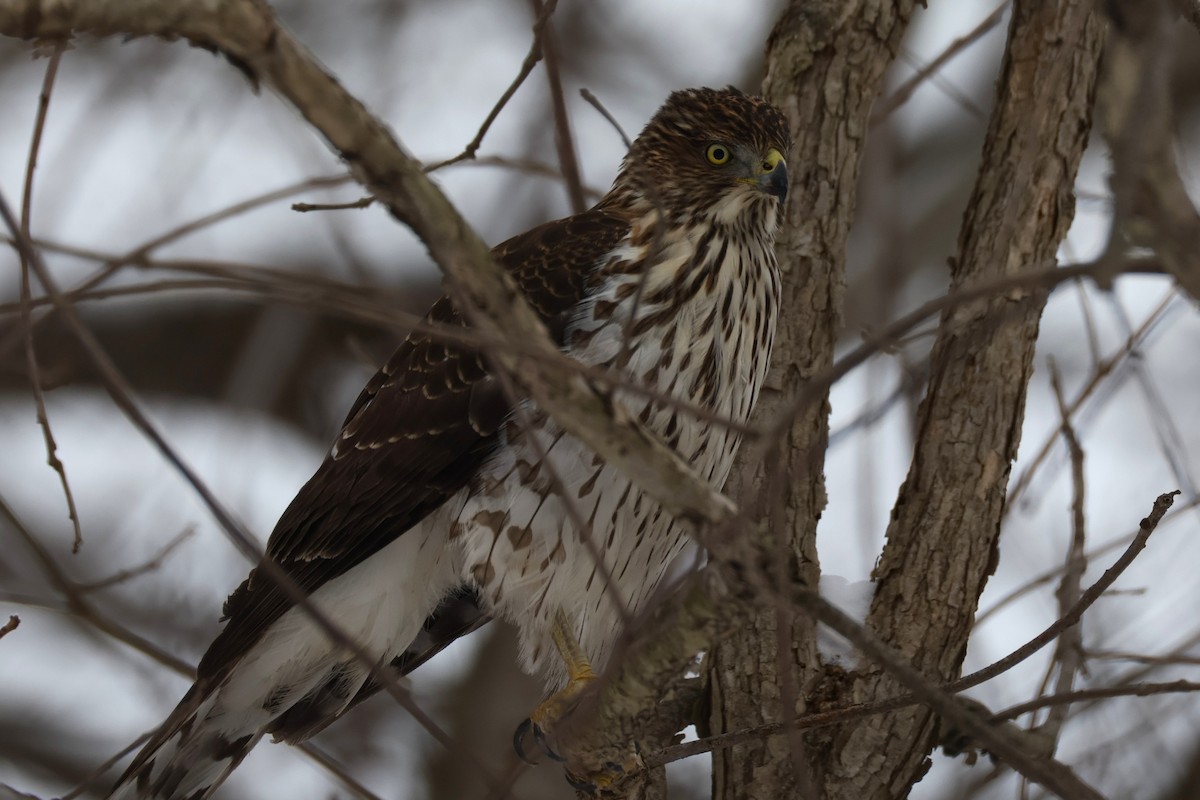Cooper's Hawk - ML647732499