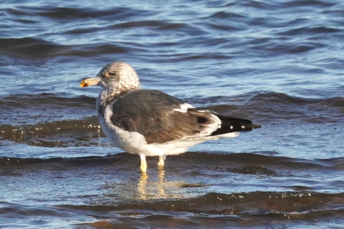 Gaviota Sombría - ML647732505