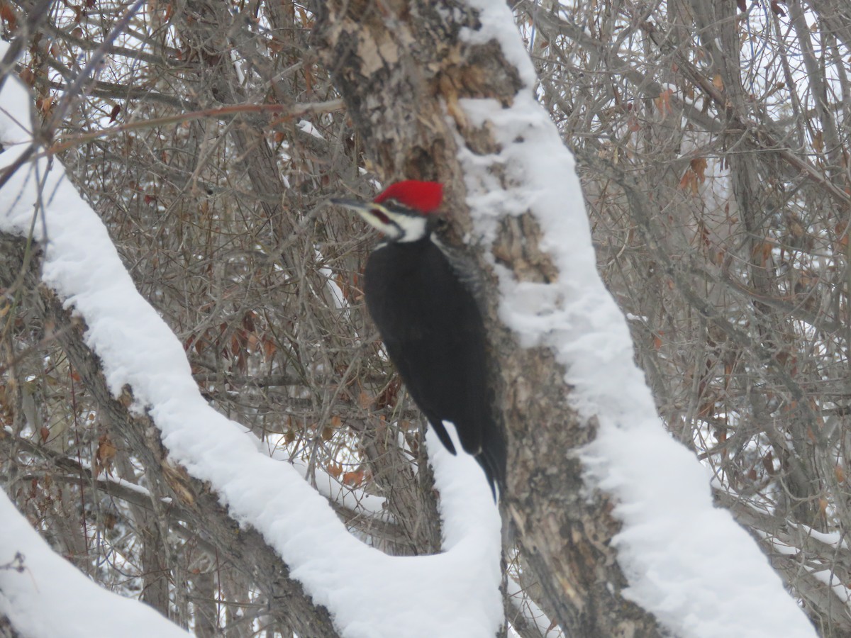 datel chocholatý - ML647732588