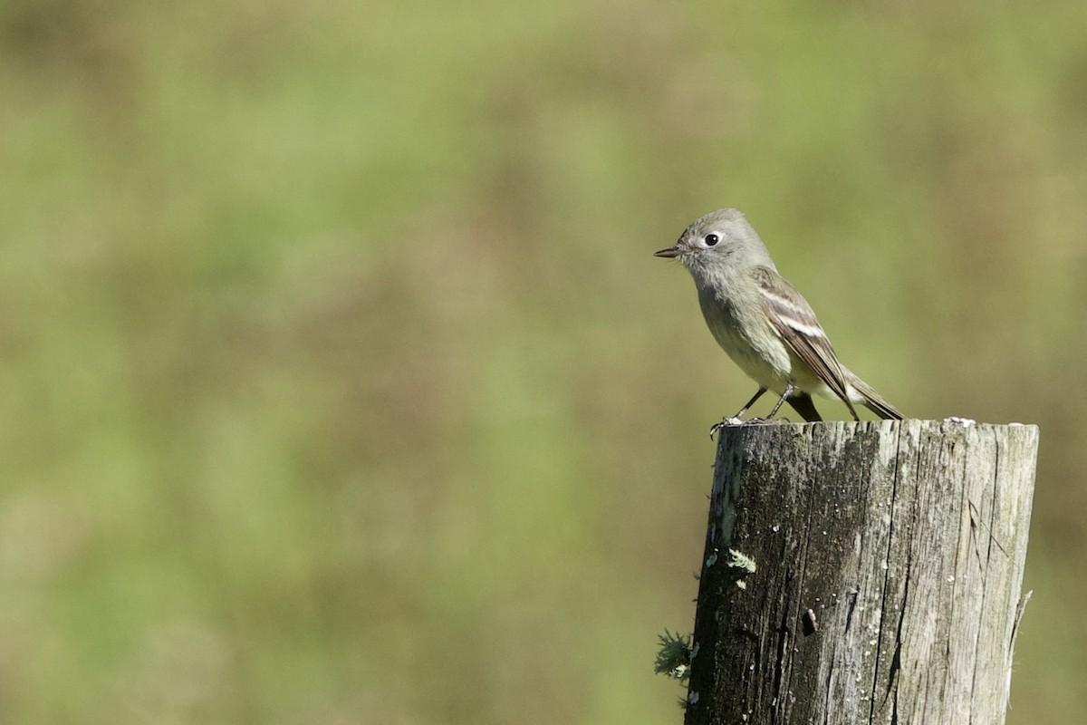 Hammond's Flycatcher - ML647732595