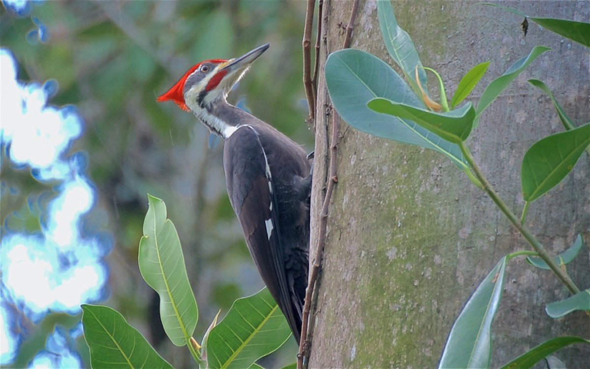 datel chocholatý - ML647732620